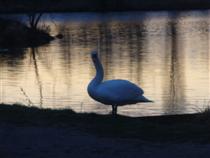 Schwan vor Sonnenuntergang